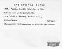 Puccinia oxalidis image